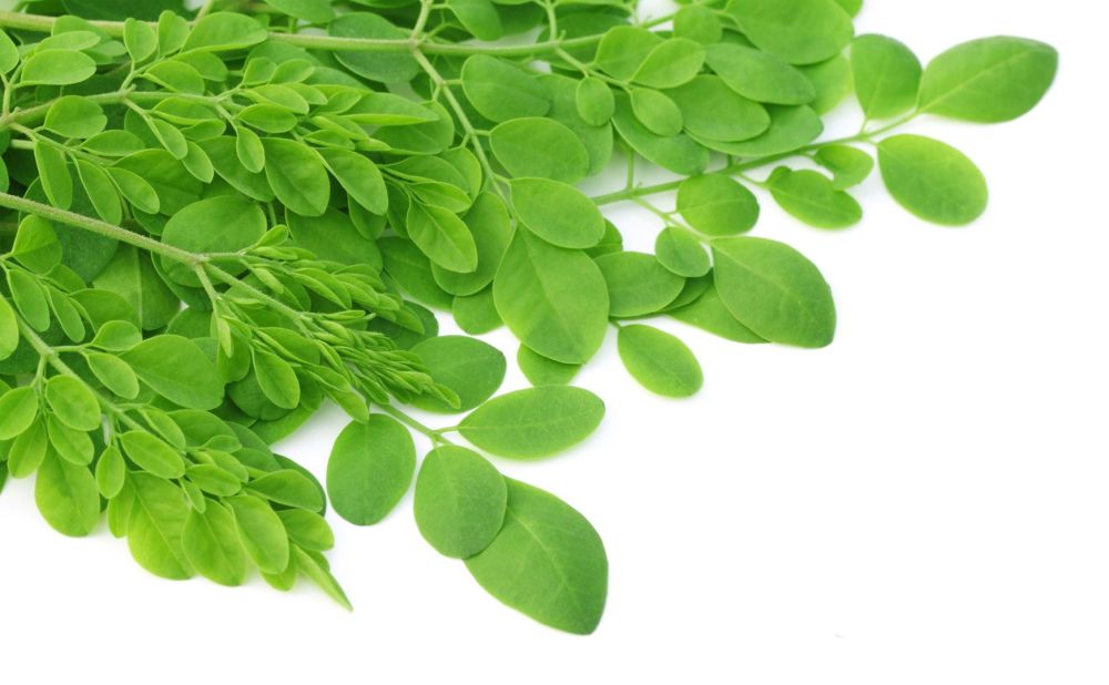 Fresh-moringa-leaves
